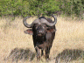 Buffalo  Farm