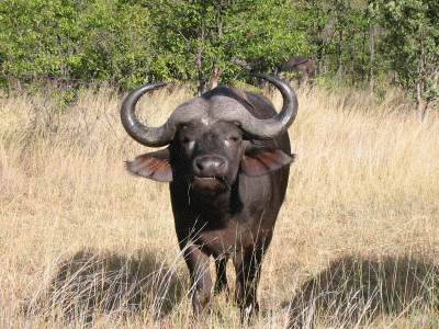 Buffalo  Farm