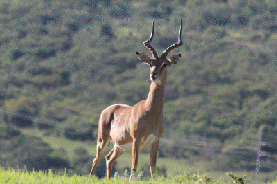 Impala Farm
