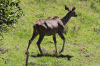 Kudu Farm