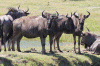 Gnus  Kragga Kama