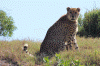 Cheetah  Kragga Kama