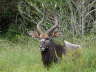 Nyala  Farm