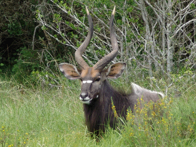Nyala  Farm